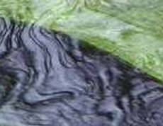 natur4